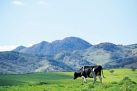 Free spotted cow standing on grass with mountain view image, public domain animal CC0 photo.