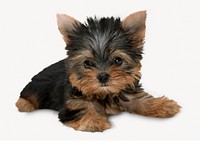 Yorkshire Terrier puppy sticker, pet isolated image psd