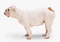 English Bulldog sticker, pet isolated image psd