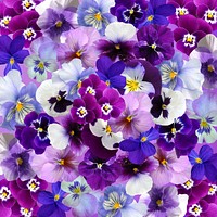 Free purple flower image, public domain spring CC0 photo.