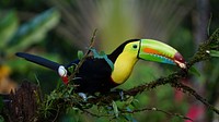 Free Toucan image, public domain wildlife CC0 photo.