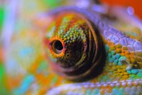 Free chameleon eye image, public domain animal CC0 photo.