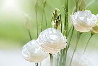 Free white lisianthus image, public domain flower CC0 photo.