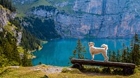 Free whoodle dog standing on log watching scenic view image, public domain animal CC0 photo. 