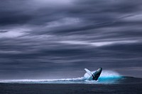 Free whale image, public domain animal CC0 photo.