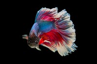 Free betta fish image, public domain animal CC0 photo.