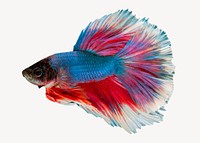 Betta fish collage element, animal design psd