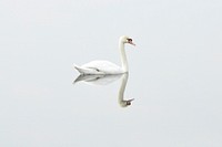 Free mute swan on white background image, public domain animal CC0 photo.