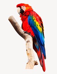 Macaw parrot collage element, bird design psd