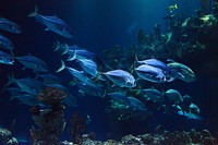 Free colorful reefs and fish image, public domain animal CC0 photo.