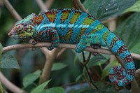 Free chameleon image, public domain animal CC0 photo