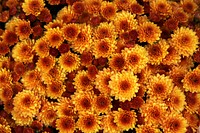 Free orange chrysanthemum image, public domain flower CC0 photo.