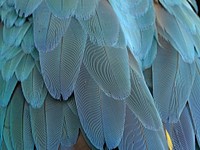 Free parrot's feathers image, public domain animal CC0 photo.