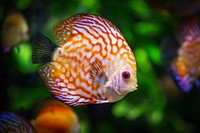 Free exotic fish image, public domain animal CC0 photo.