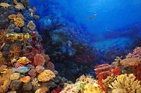 Colorful coral reef, aquatic, sea life, free public domain CC0 photo.