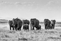 Free African elephant herd image, public domain wild animal CC0 photo.