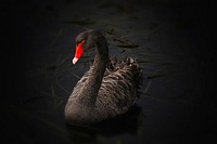 Free black swan on dark background image, public domain animal CC0 photo.