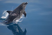 Free dolphin jumping image, public domain animal CC0 photo.