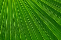 Palm leaf close up background, nature design