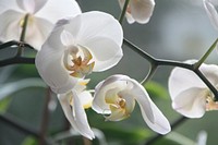 Free white orchid image, public domain flower CC0 photo.