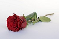 Free red rose background image, public domain flower CC0 photo.