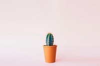 Free cactus on pink background image, public domain plant CC0 photo.