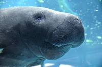 Free underwater manatees image, public domain animal CC0 photo.