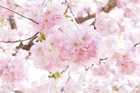 Free pink cherry blossom image, public domain flower CC0 photo.