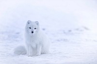 Free arctic fox sitting on snow image, public domain animal CC0 photo.