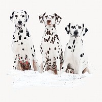 Dalmatian dogs, animal photo on white background