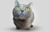 Free chartreux cat closeup image, public domain CC0 photo.