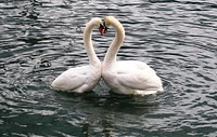Free swan heart on water image, public domain animal CC0 photo.