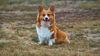 Free welsh corgi dog on grass ground image, public domain animal CC0 photo.