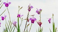 Free pink orchid image, public domain flower CC0 photo.