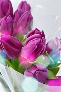 Free purple tulip background image, public domain flower CC0 photo.