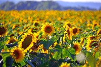 Free sunflower background image, public domain flower CC0 photo.