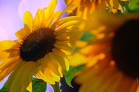 Free sunflower background image, public domain flower CC0 photo.