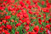 Free red poppy image, public domain flower CC0 photo.