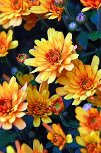 Free orange chrysanthemum image, public domain flower CC0 photo.