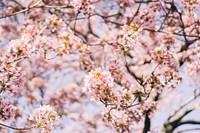 Free pink cherry blossom image, public domain flower CC0 photo.