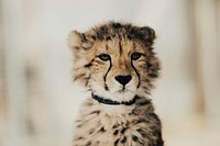 Free cheetah cub image, public domain wild animal CC0 photo.