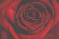 Free red rose background image, public domain flower CC0 photo.