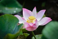 Free pink lotus image, public domain flower CC0 photo.