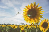 Free sunflower background image, public domain flower CC0 photo.