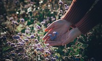 Free spring image, public domain purple flower bush CC0 photo.