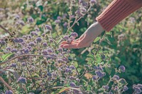 Free spring image, public domain purple flower bush CC0 photo.