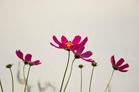 Free cosmos field image, public domain flower CC0 photo.