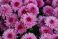 Free pink chrysanthemum image, public domain flower CC0 photo.