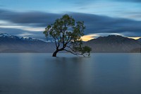 Tree in the lake surrounded by mountains, free public domain CC0 photo.