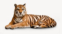 Tiger collage element, animal design psd